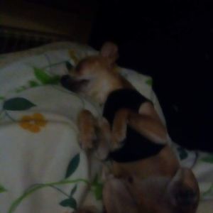 Meet your Posher, Missy